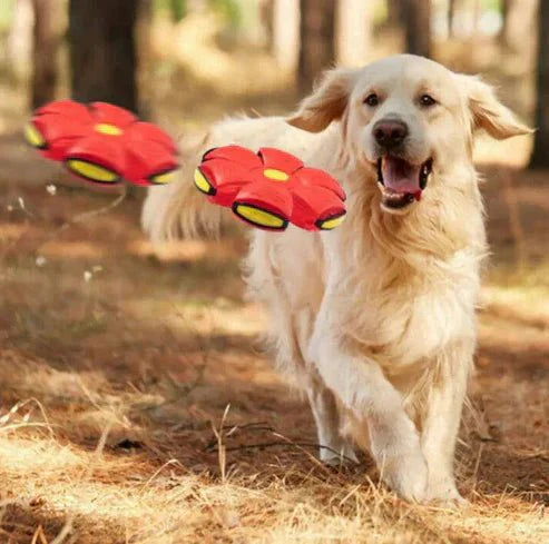 CanineGlider - PELOTA DE FRISBEE DE PERRO - Mi tienda